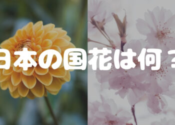 Quốc hoa của Nhật Bản là?