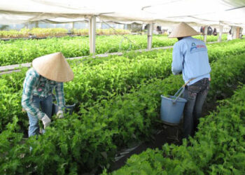 ohayo.blog Ảnh minh họa