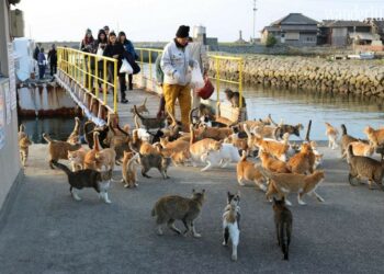 Đảo mèo Nhật Bản – thiên đường cho người yêu mèo