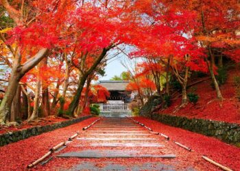 OHAYO-Nhat-ban-mua-la-do