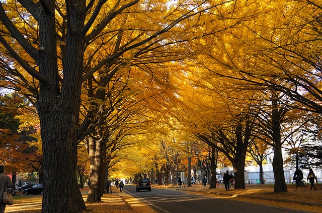 TRUONGTIEN.JP - Một góc Hokkaido University