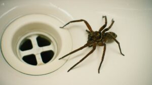 TRUONGTIEN.JP - Những con nhện này có thể có đủ hình dạng và kích cỡ, từ rất nhỏ đến rất lớn, gây ra cảm giác sợ hãi mặc dù chúng không độc.