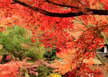 Những địa điểm ngắm lá đỏ Nhật Bản tháng 11