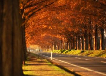 Những địa điểm ngắm lá đỏ Nhật Bản tháng 11