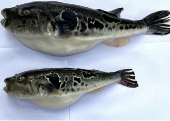 Cá nóc hổ chỉnh sửa gen được cho lên bàn ăn