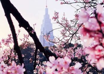 Top 10 địa điểm ngắm hoa Anh đào ở Tokyo năm 2022