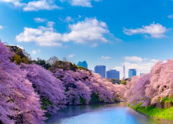 Những địa điểm ngắm hoa anh đào ở Kanto – 2022