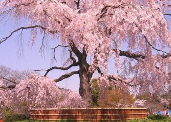 Những địa điểm ngắm hoa anh đào ở Kansai – 2022