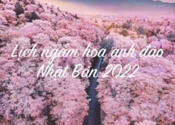 Lịch ngắm hoa anh đào Nhật Bản 2022