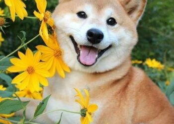 Những điều cần biết về nuôi thú cưng ở Nhật