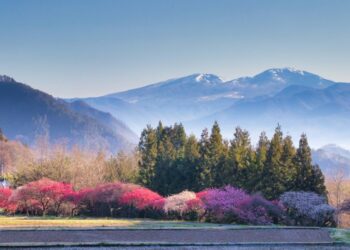 Phân biệt hoa mận, hoa đào và hoa anh đào ở Nhật Bản