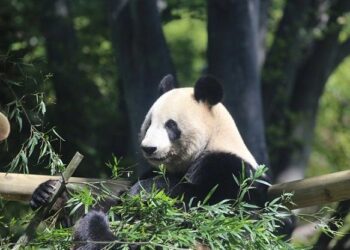 Cùng Ohayo khám phá Tokyo – Sở thú Uneo