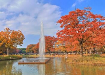 Cùng Ohayo khám phá Tokyo (p3) Công viên Yoyogi