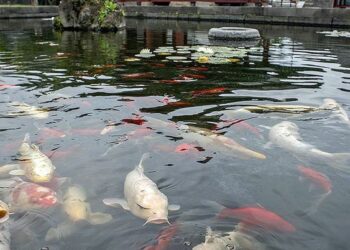 Cá Koi Nhật Bản: Lịch sử và ý nghĩa