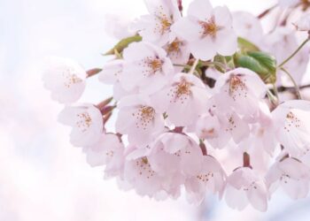 Mùa hoa anh đào Nhật Bản 2022 sẽ nở sớm