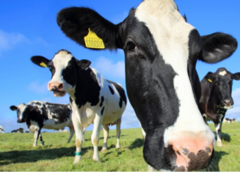 [GKG1632–12/06/2023] TOKUTEIGINO CHĂN NUÔI HOKKAIDO